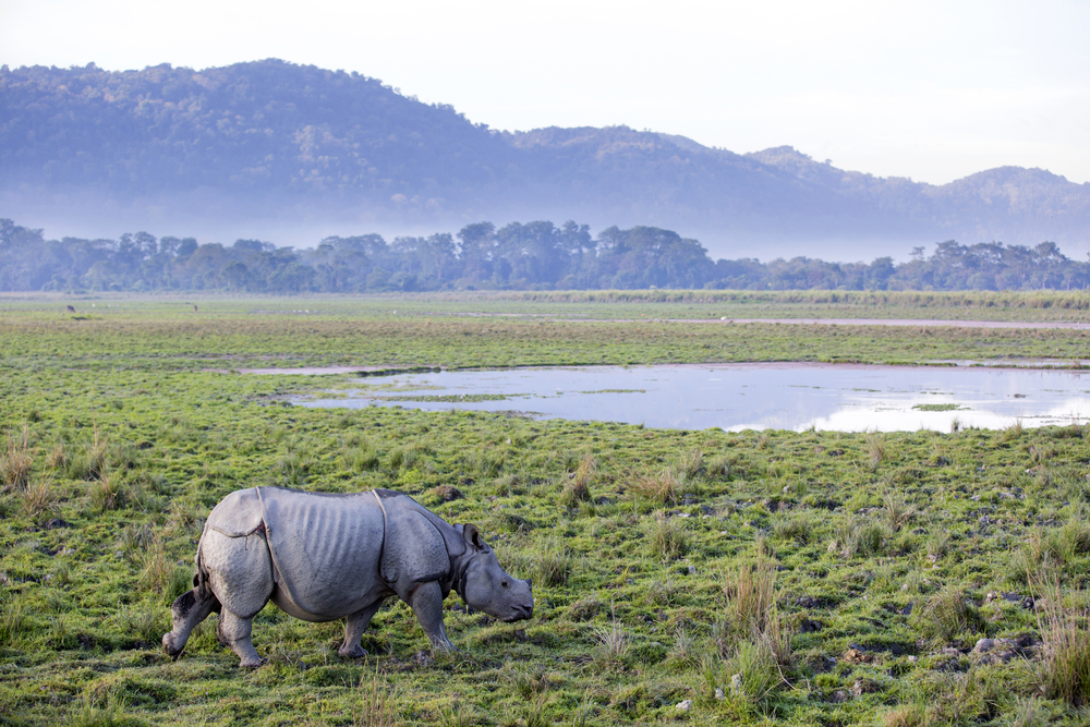 The National Rhino Conservation Strategy for India, launched in 2019, calls for active engagement between India and Nepal to conserve the greater one-horned rhino