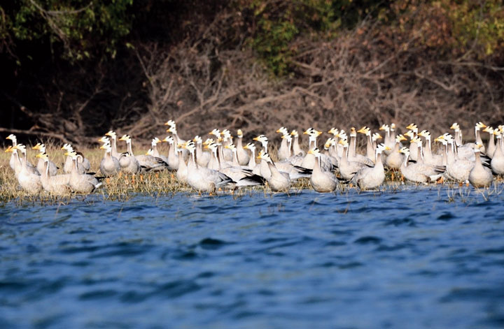Bar headed geese at Telaiya dam this month. 
