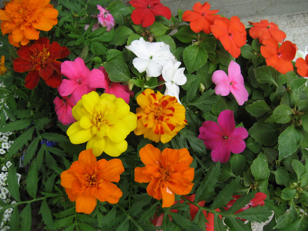 Seasonal May flowers in Dorothy Roberts’ Madison home