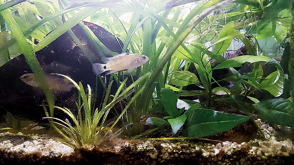 Some Badis Badis fish swim about in the tank that replicates the vegetation and habitat of north Bengal rivers