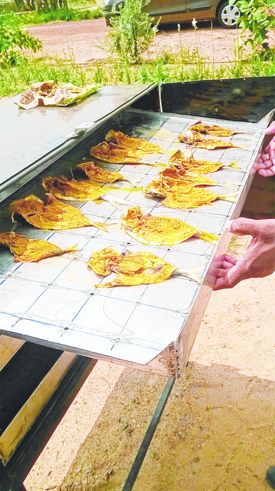 Ecofriendly solar drying machine to process fish Telegraph India
