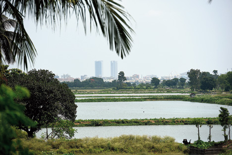 Activists sound East Calcutta Wetlands alarm bell
