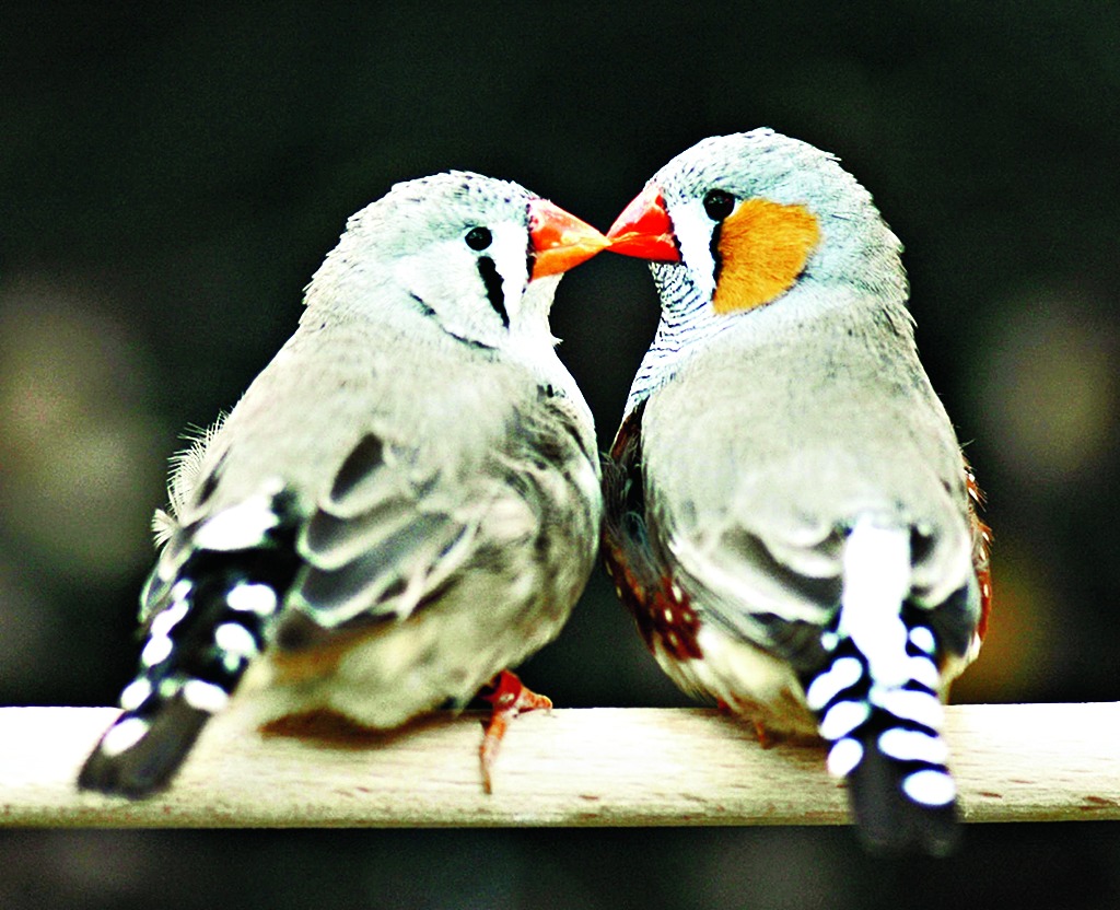 Noise boosts birds' ageing - Telegraph India