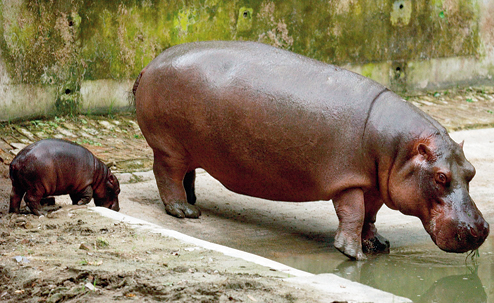 Zoo loses a loved one - Choked intestine kills Puppy the Hippo - Telegraph  India