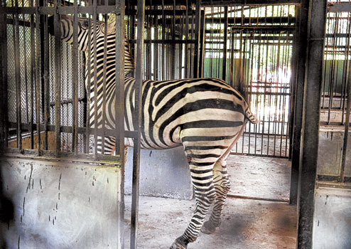 caged zoo animals