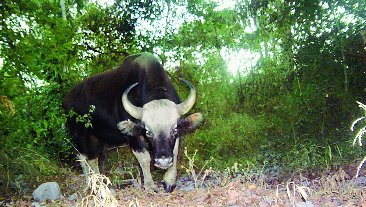 Conflict affected Manas species, says study - Telegraph India