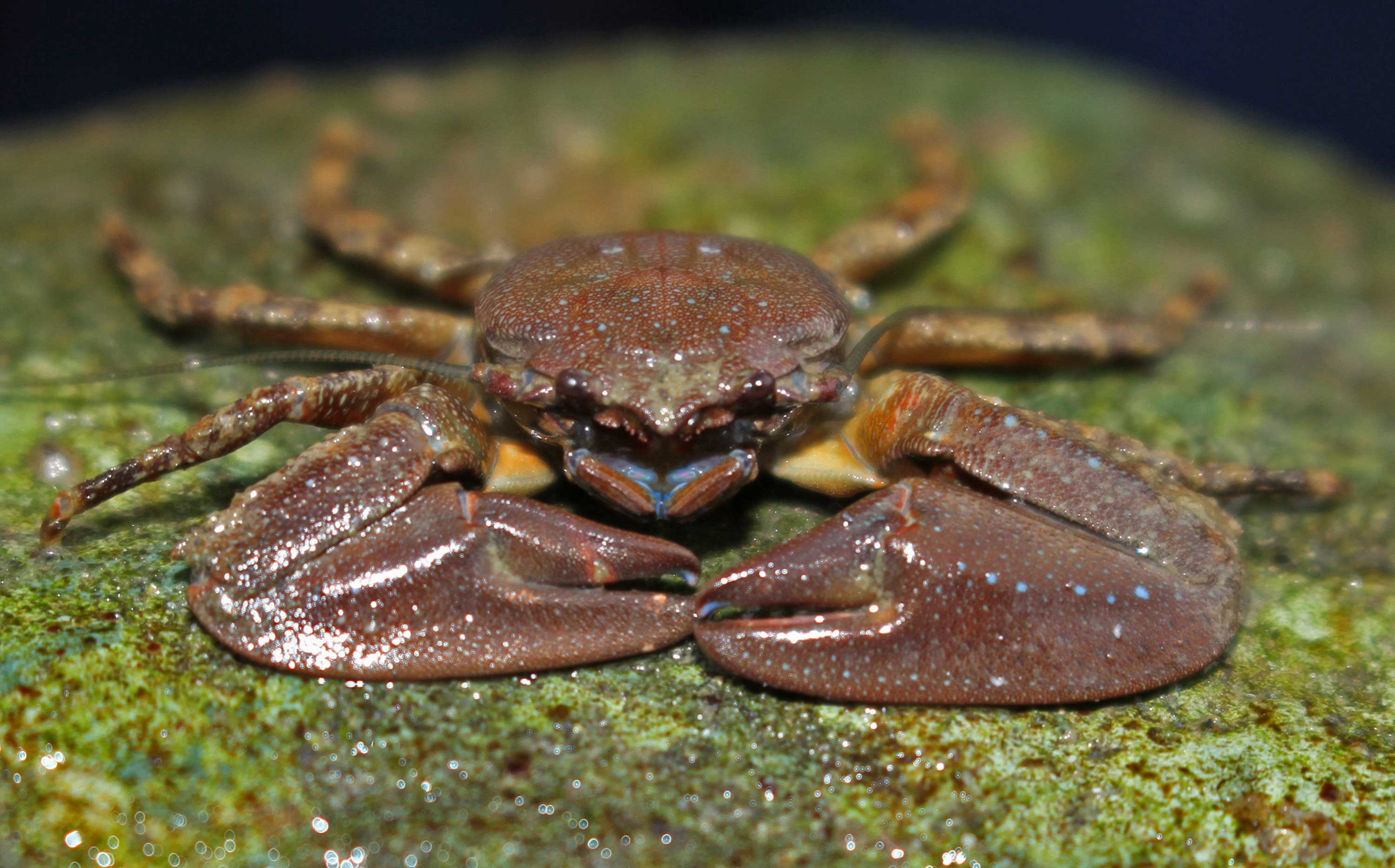 A chocolate porcelain crab at Point St. George, California.
