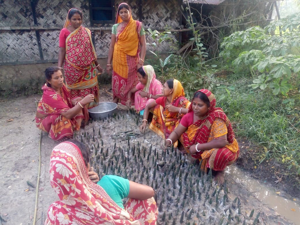 Sabuj Bahini members plant saplings of kaankragaachh