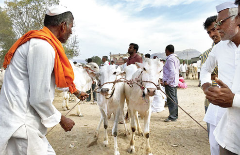 Cattle crisis after beef ban - Telegraph India