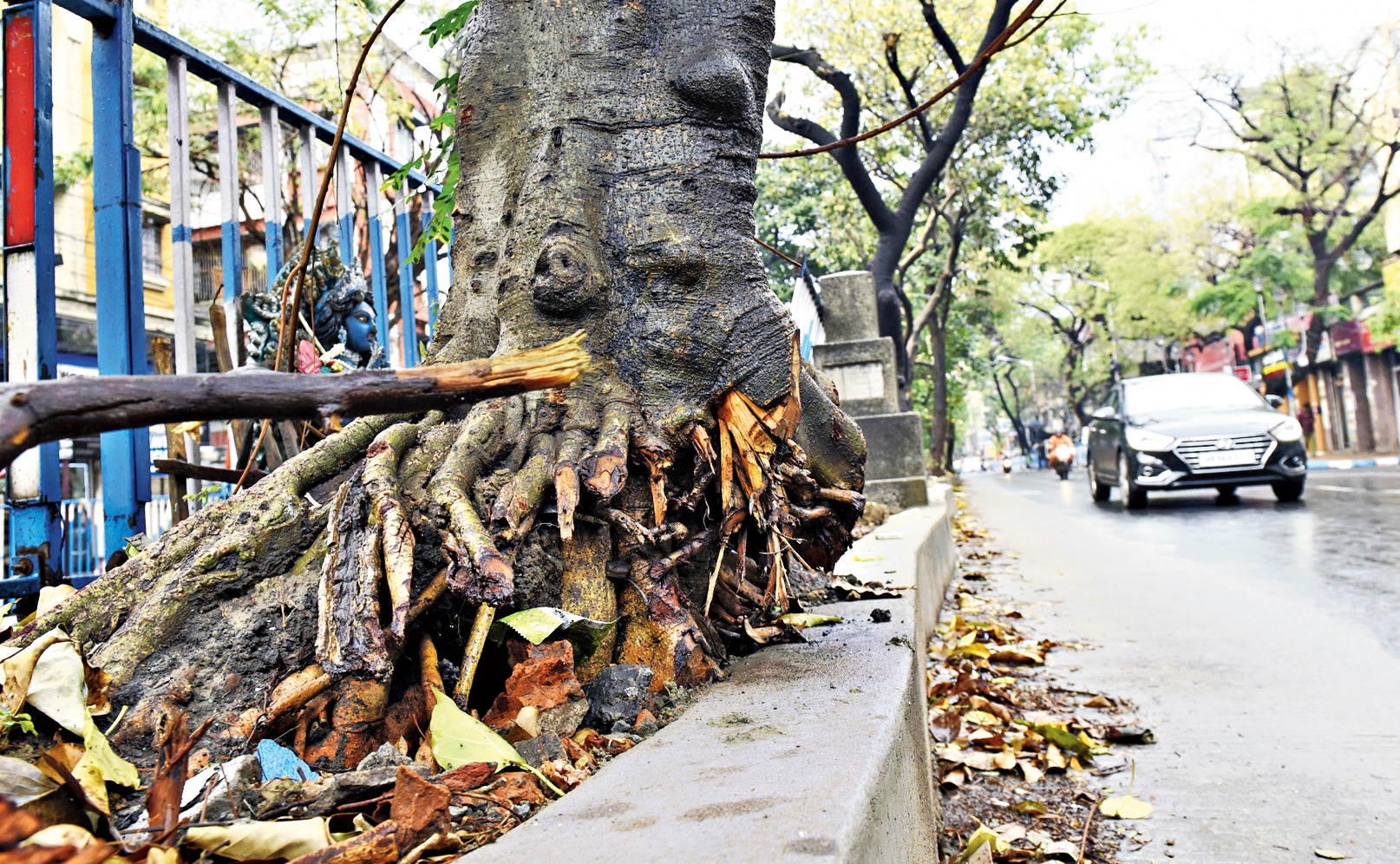 The surface roots on one side have been chopped off to fit the tree within divider, whose width has recently been reduced.