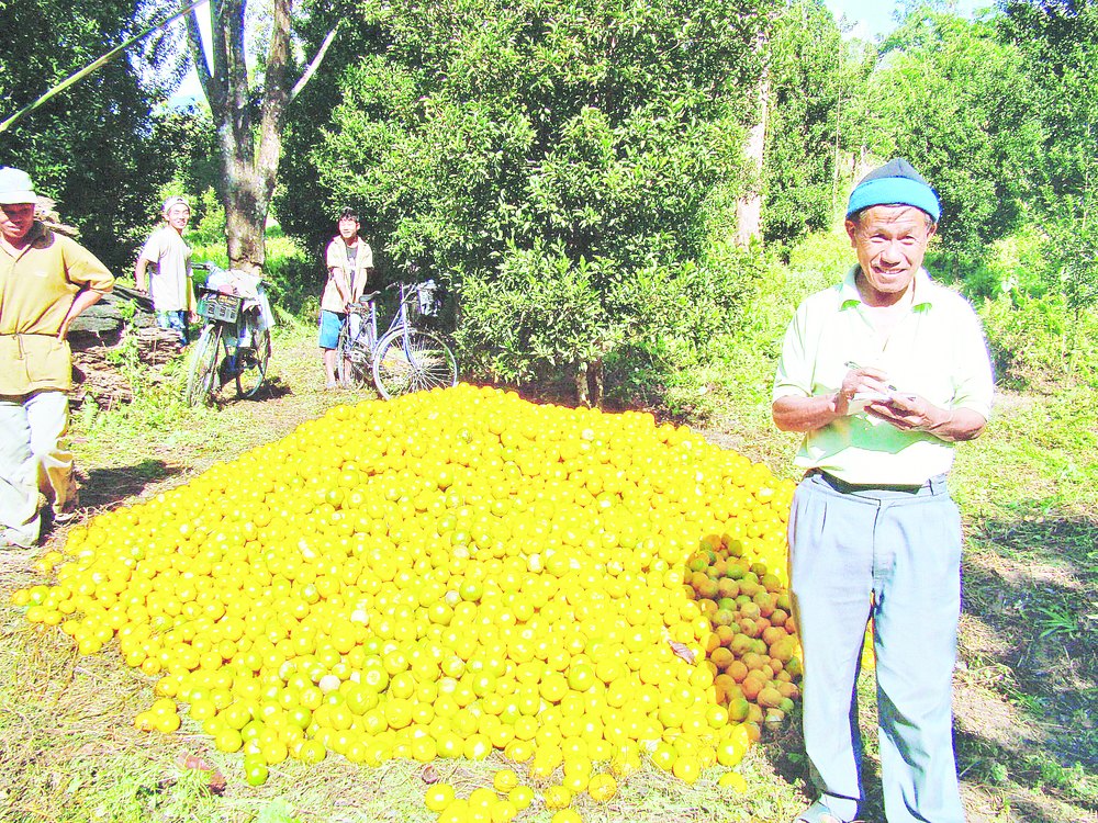 Fruits of labour in orange county Telegraph India