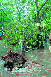 Tree wall as cyclone bar - Telegraph India