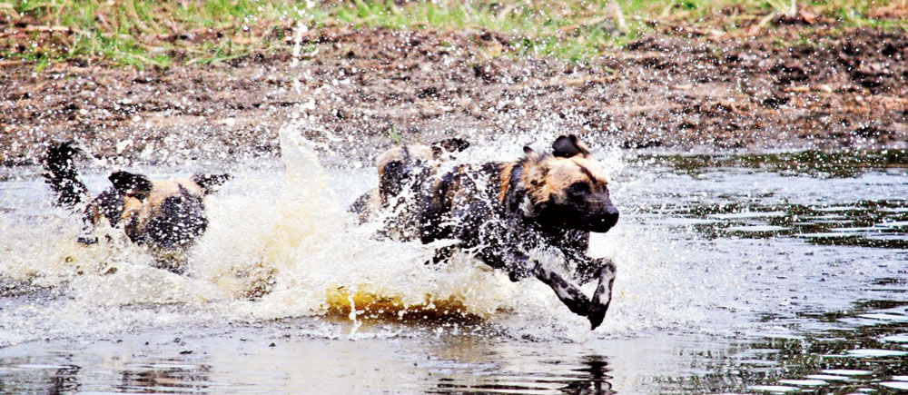 An African wild dog