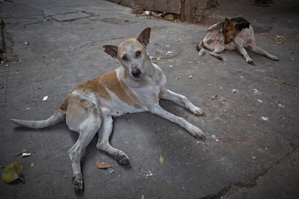 A civic official estimated that there could be one stray dog for every 30 people in a city as thickly populated as this. The 2011 census had put Calcutta’s population at 44 lakh-plus.

