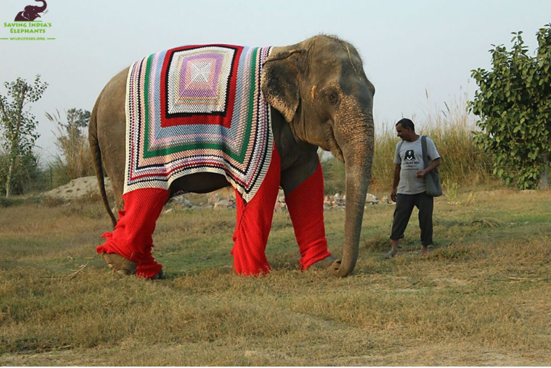 Women in a village near Mathura began producing the colourful, pyjama-like garments for elephants.