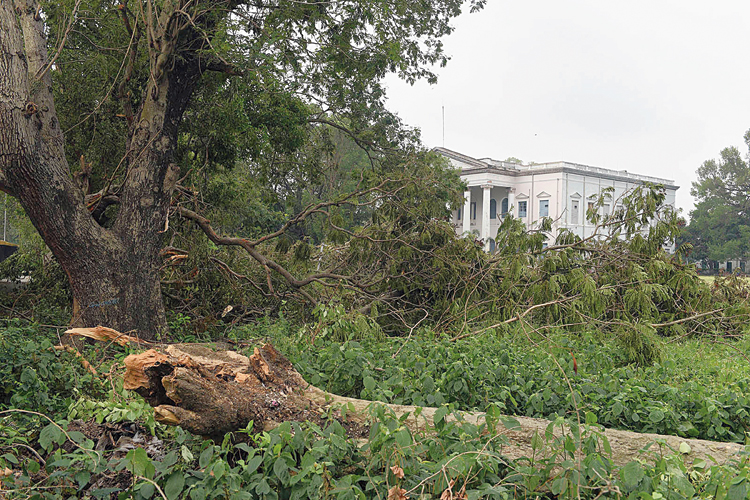 The casualties included mahagony, gulmohar and krishnachura trees. Barring some smashed windows, the imposing college building with Corinthian columns did not suffer much damage, said an official.