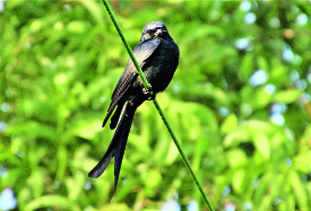 Drongo