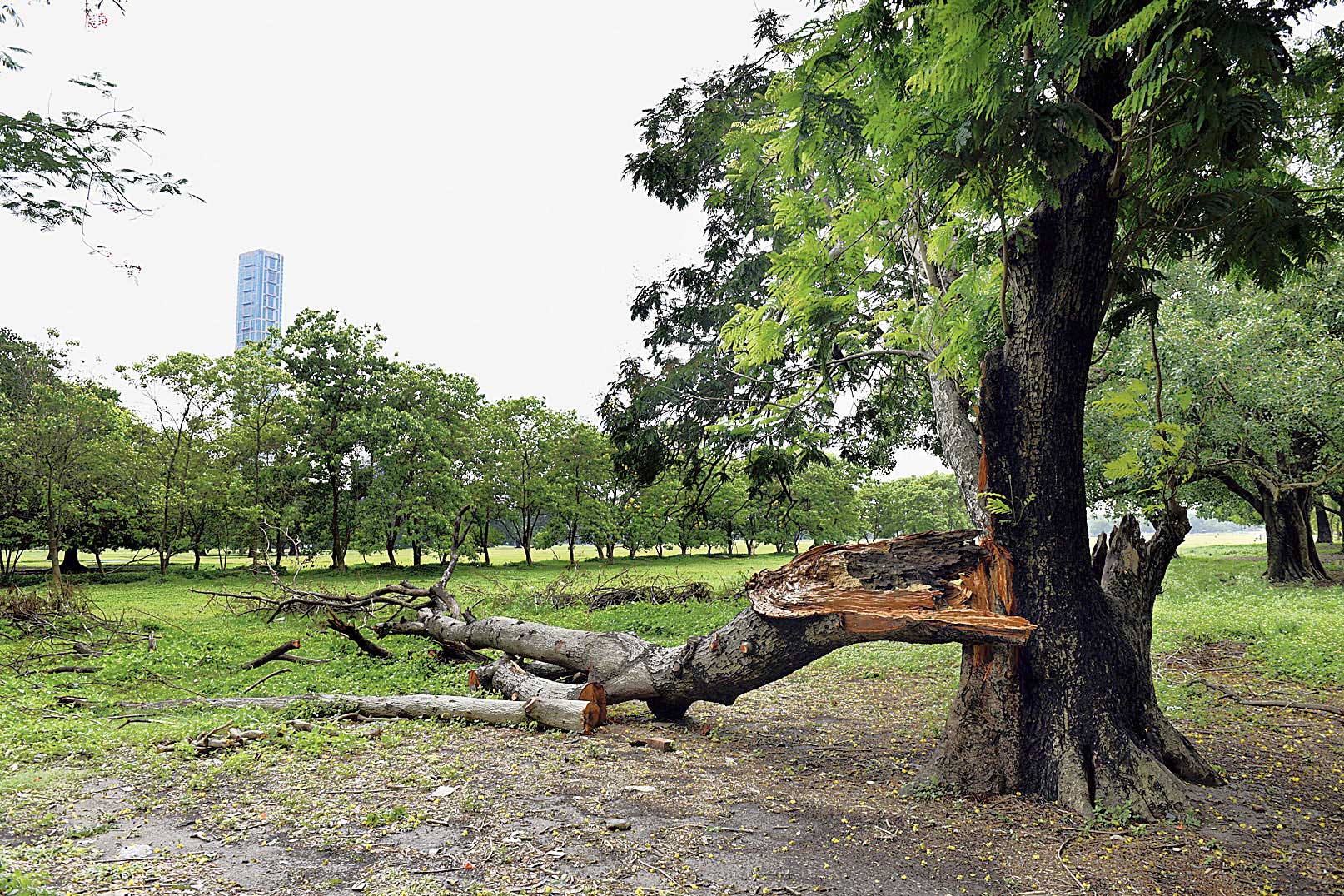 A broken branch of a tree on the Maidan