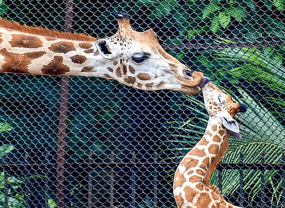A giraffe and her calf at Calcutta's Alipore zoo 