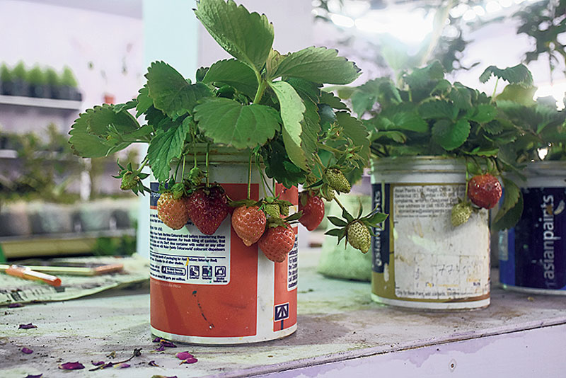 About: This pavilion is dedicated to greens. There are potted plants like cacti and succulents and growing media like cocopeat and vermicompost. Ma Manasa nursery of Rajarhat has been selling strawberry plants. “It’s a myth that strawberries only grow in cold climes. If you provide the right nutrients and sunlight they’ll thrive in Salt Lake and bear fruit round the year,” said Shila Naskar.