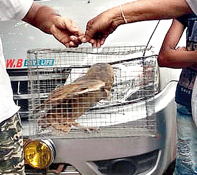 The bird being taken to the Wildlife Rescue and Transit facility in Salt Lake.