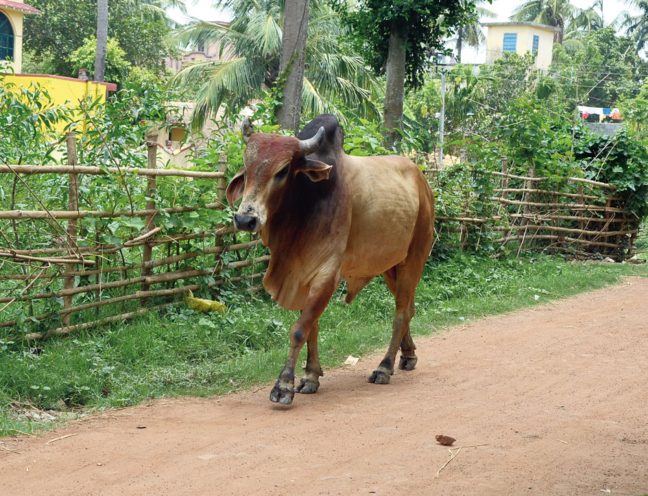 The bull in Katwa. 
