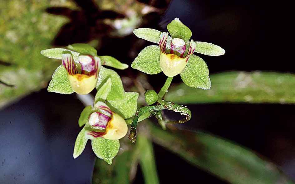 Thrixspermum japonicum