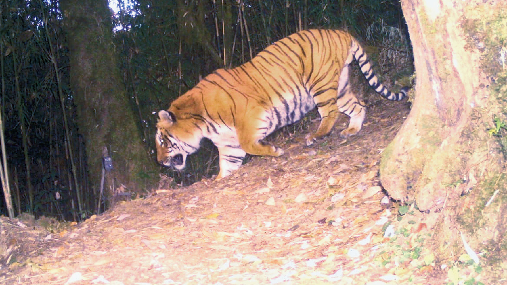 The Royal Bengal tiger.