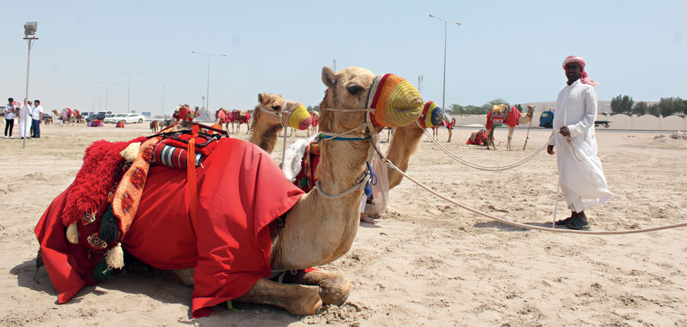 Before some dune bashing in an SUV, one can take a ride on the original ship of the desert