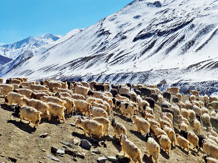 Tsering's flock of 300 sheep and goats