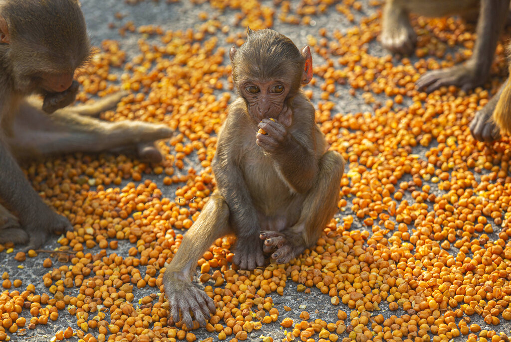 Monkeys eat lentils distributed by social workers near a temple during nationwide lockdown in Gauhati, on Thursday, April 23, 2020.
