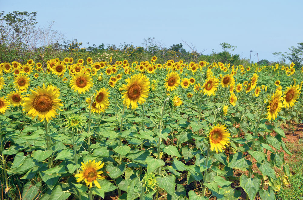 Sunflowers in full bloom at Gokuldham Park in Dhanbad on Wednesday. 
