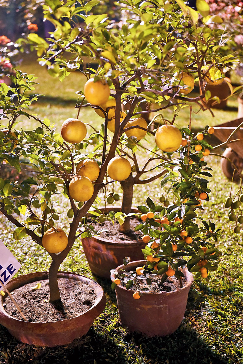 Oranges hanging from the branches was such a delightful sight.