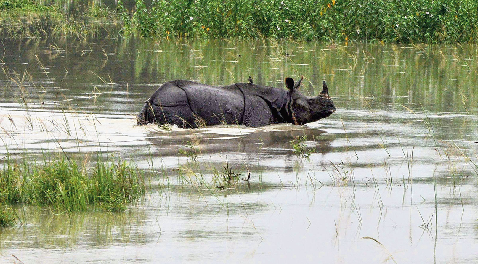 A rhino negotiates floodwaters in Pobitora wildlife sanctuary in Morigaon district of Assam.