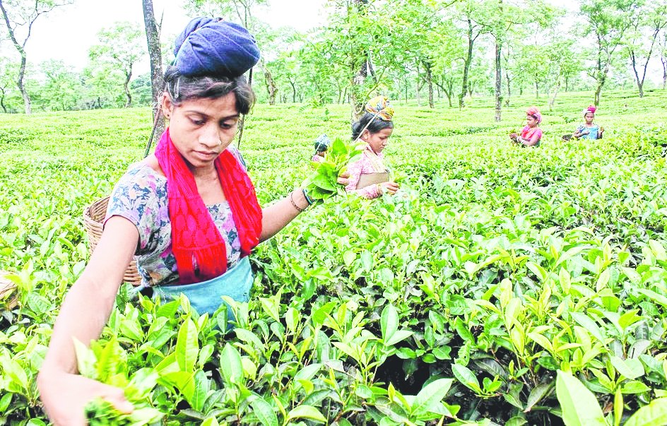 Board directive on chemical use Small tea growers asked to provide
