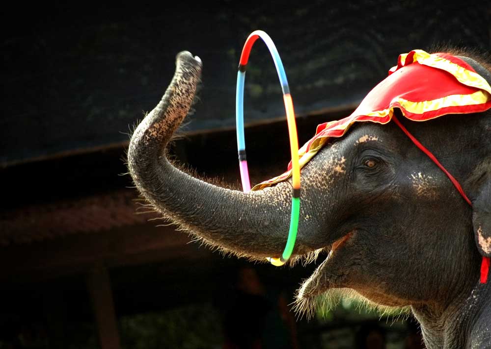 Circus ban call for all animals - Telegraph India