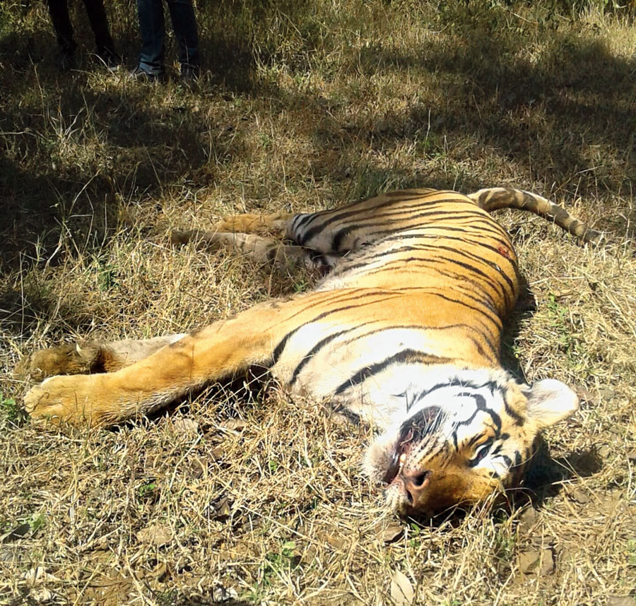 The dead tigress at Palamau Tiger Reserve on February 16
