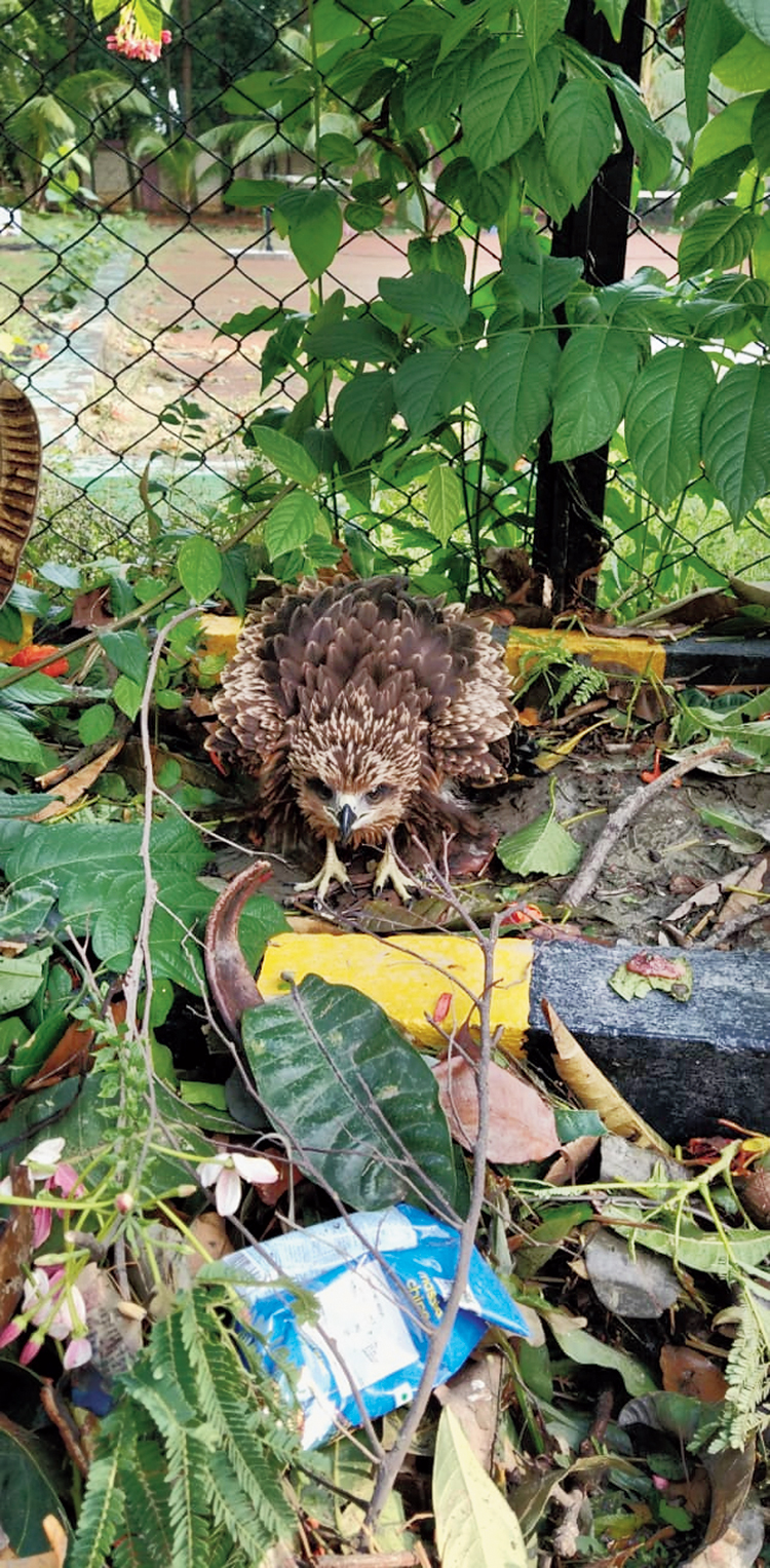 Loss of habitat poses big challenge to Kolkata birds in the aftermath of  Cyclone Amphan in West Bengal - Telegraph India