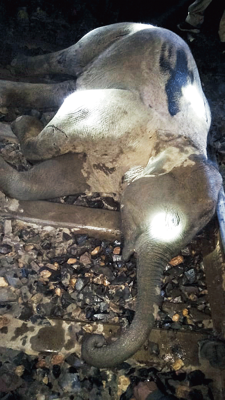 The dead elephant calf
