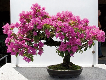 Bougainvillea bonsai