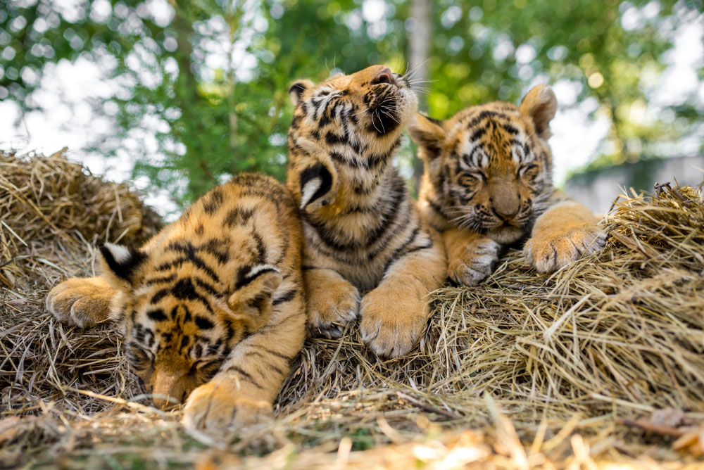 3 tiger cubs dead in Maharashtra