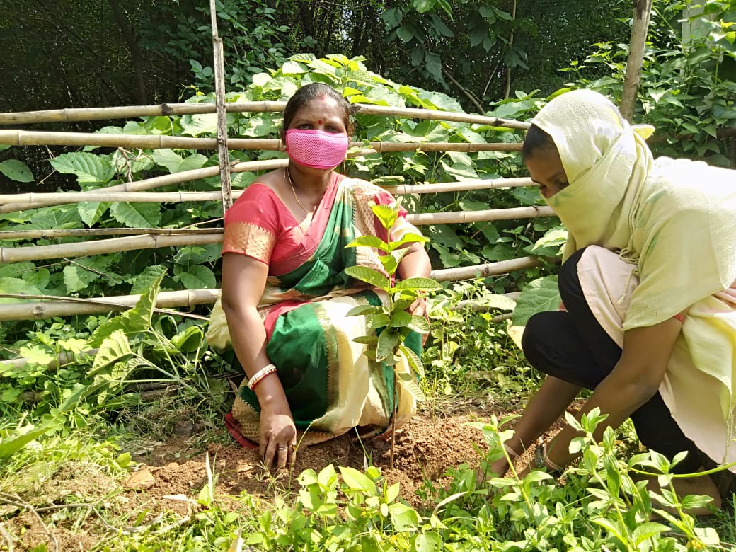 Activist Padmashri Jamuna Tudu plants a sapling at the launch of Ek Pad Ek Ped campaign in Chakulia on Friday