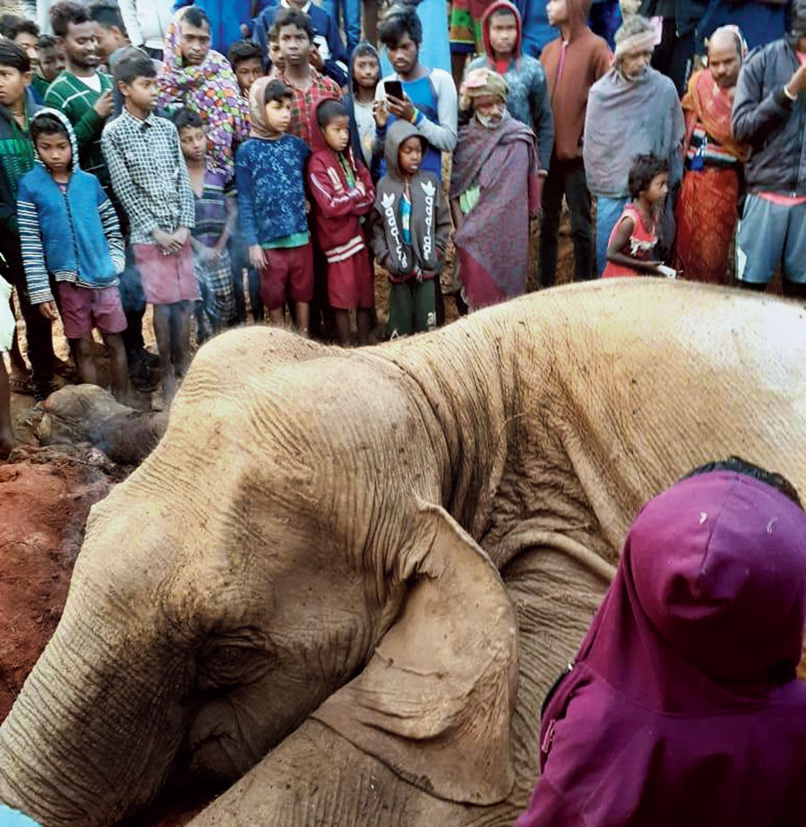 The dead elephant in Chakulia on Friday