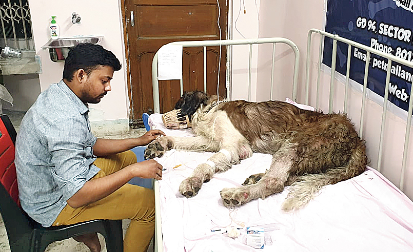 A St. Bernard receiving saline at the indoor facility of Pet Mall & Murphy Veterinary Clinic