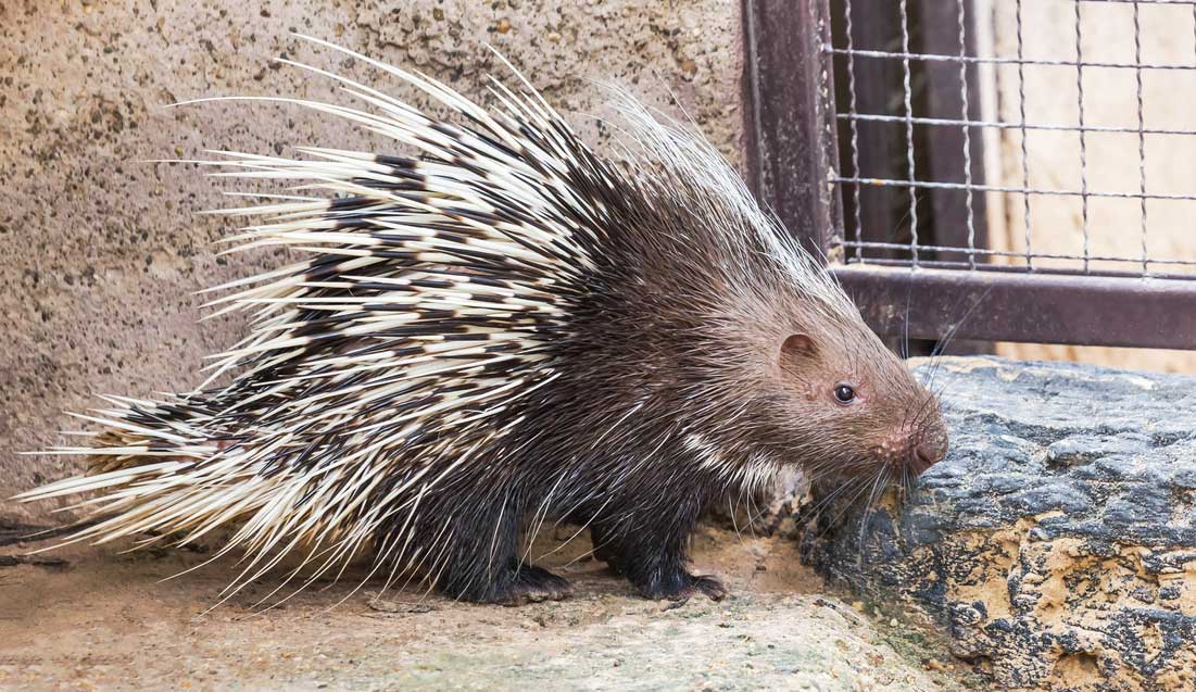 Porcupines are being indiscriminately poached for bezoars, which are masses of undigested plant material found in their gut, believed to have 'medicinal' properties