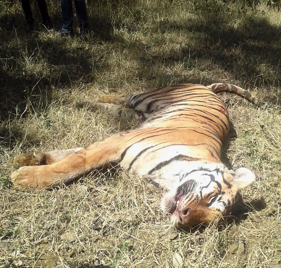 The carcass of the tigress on Sunday