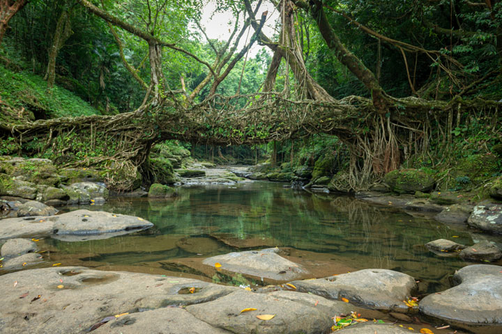 Living Root bridge near Cherrapunjee, Meghalaya is one of the major tourist attractions of the Northeast