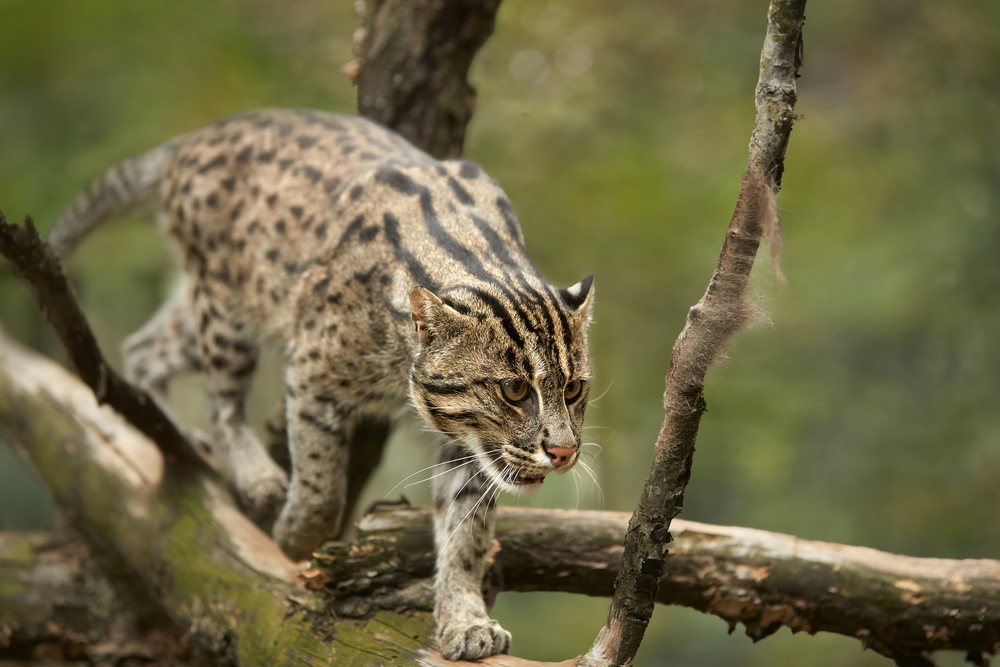 One of the reasons for the disappearance of the fishing cat is the destruction of its habitat — wetlands.