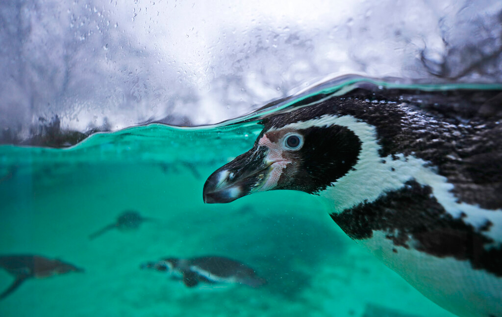 A Humboldt penguin swims in a pool at ZSL London Zoo on January 2