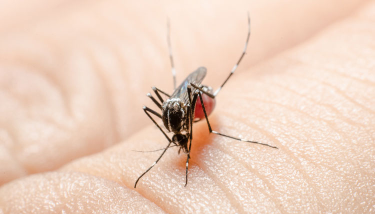 West Nile virus infections have been rare in India